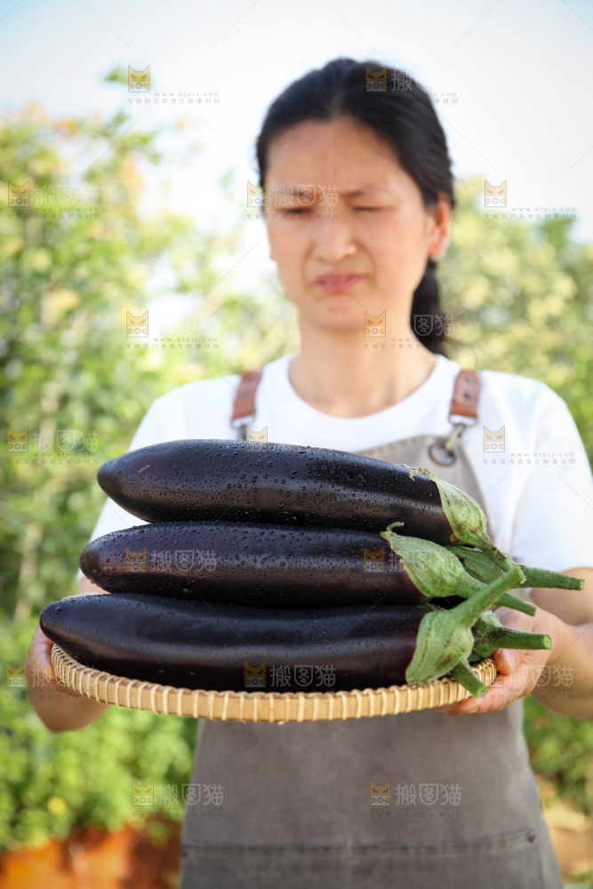 紫茄子