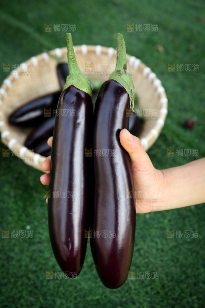 紫茄子