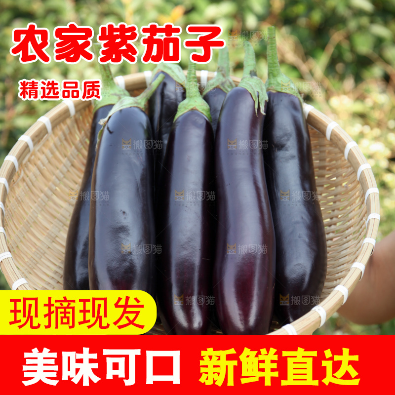 紫茄子