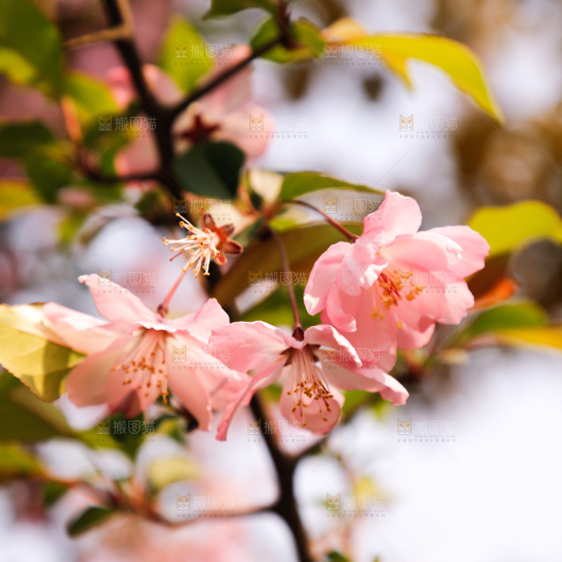 樱花