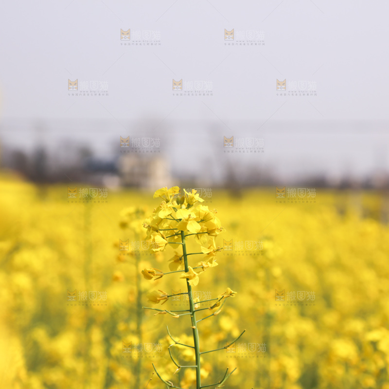 油菜花