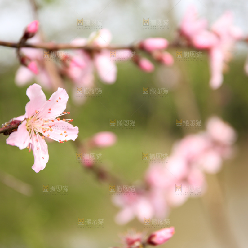 桃花