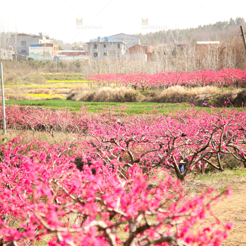 桃花