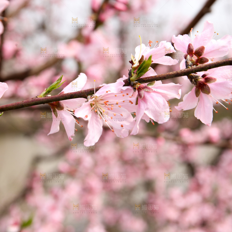 桃花