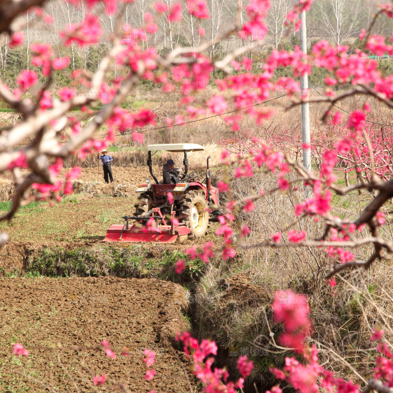 桃花