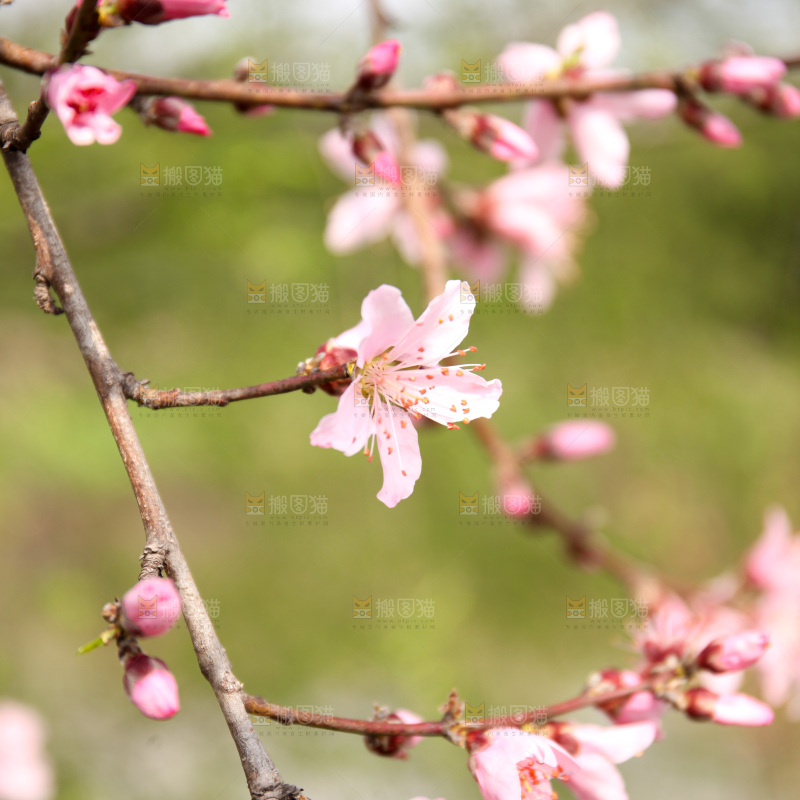 桃花