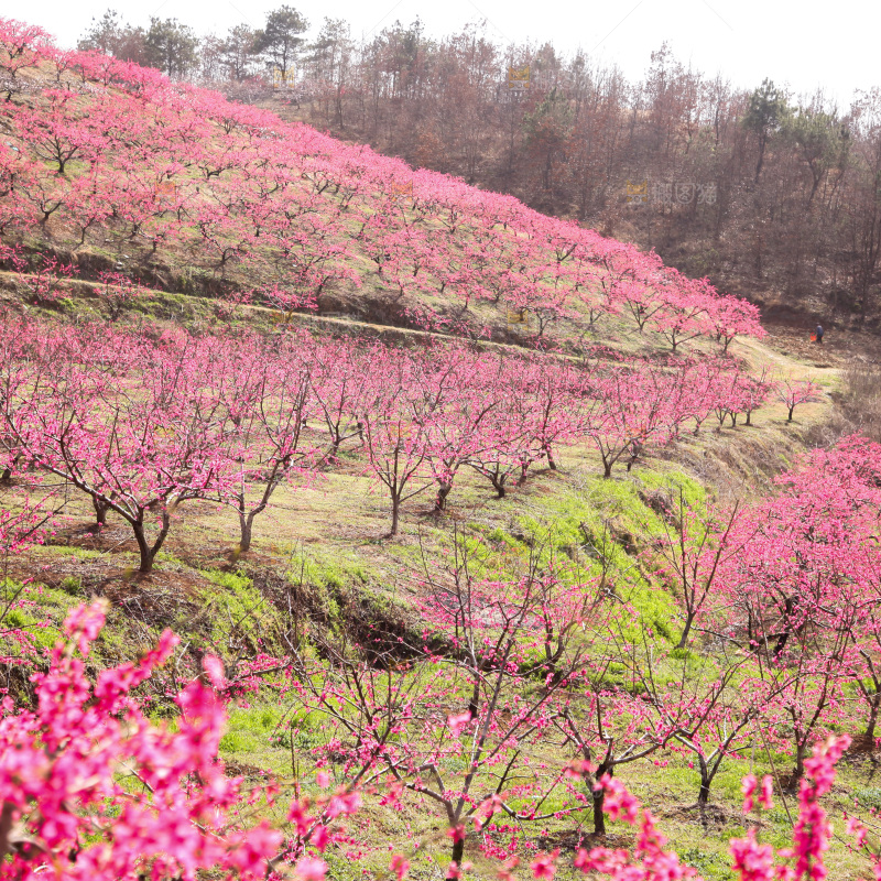 桃花
