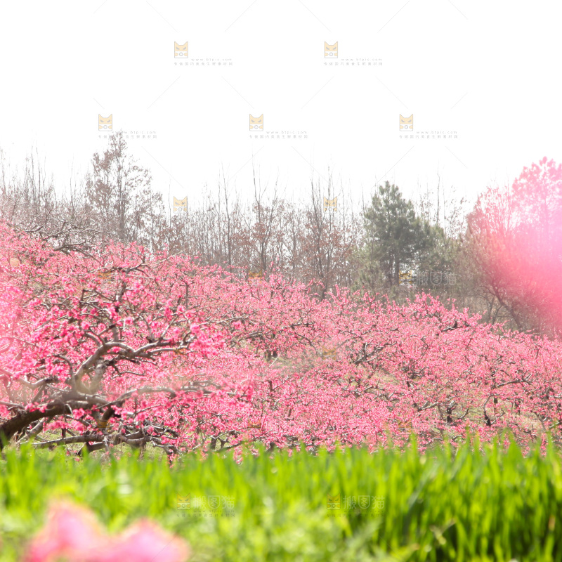 桃花