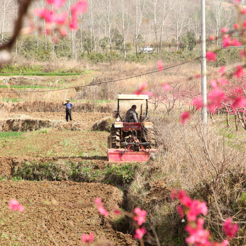 桃花