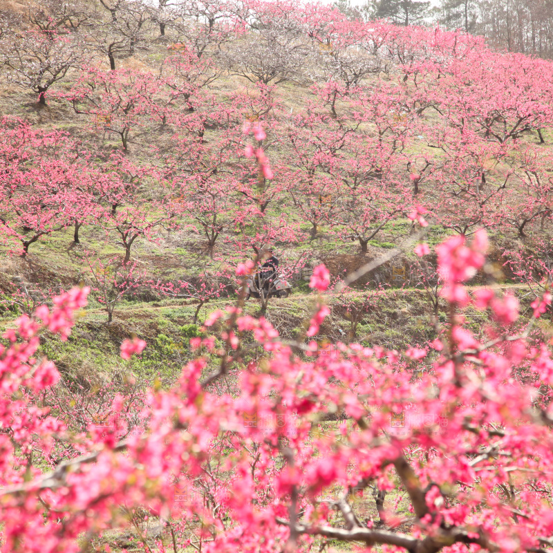 桃花