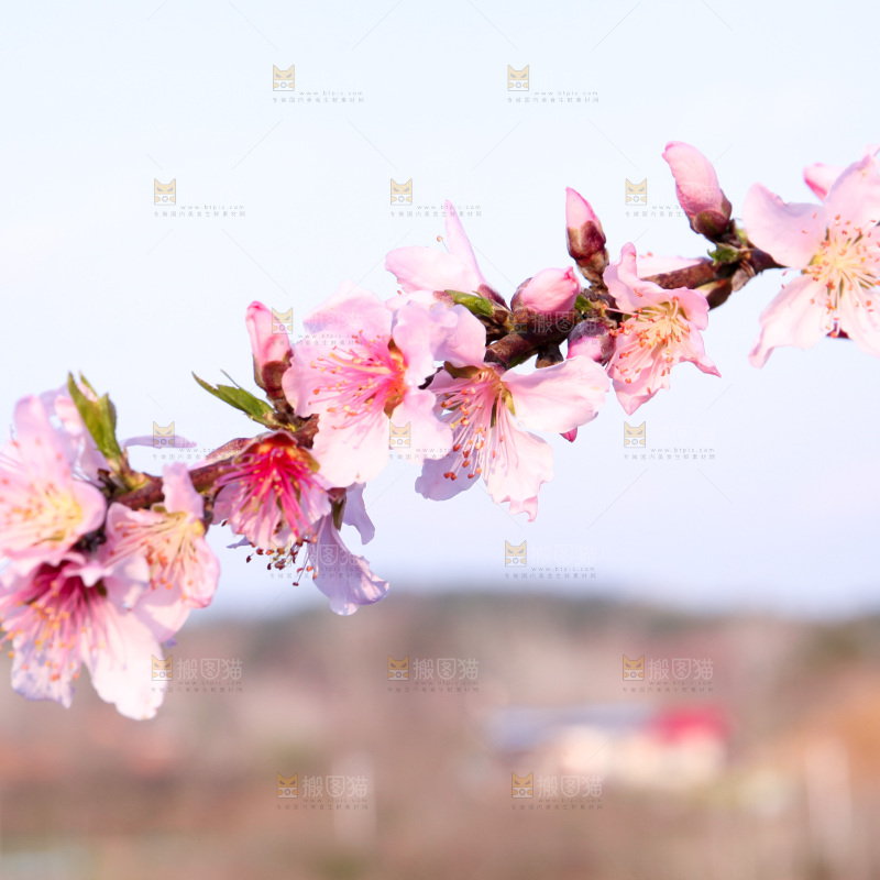 桃花