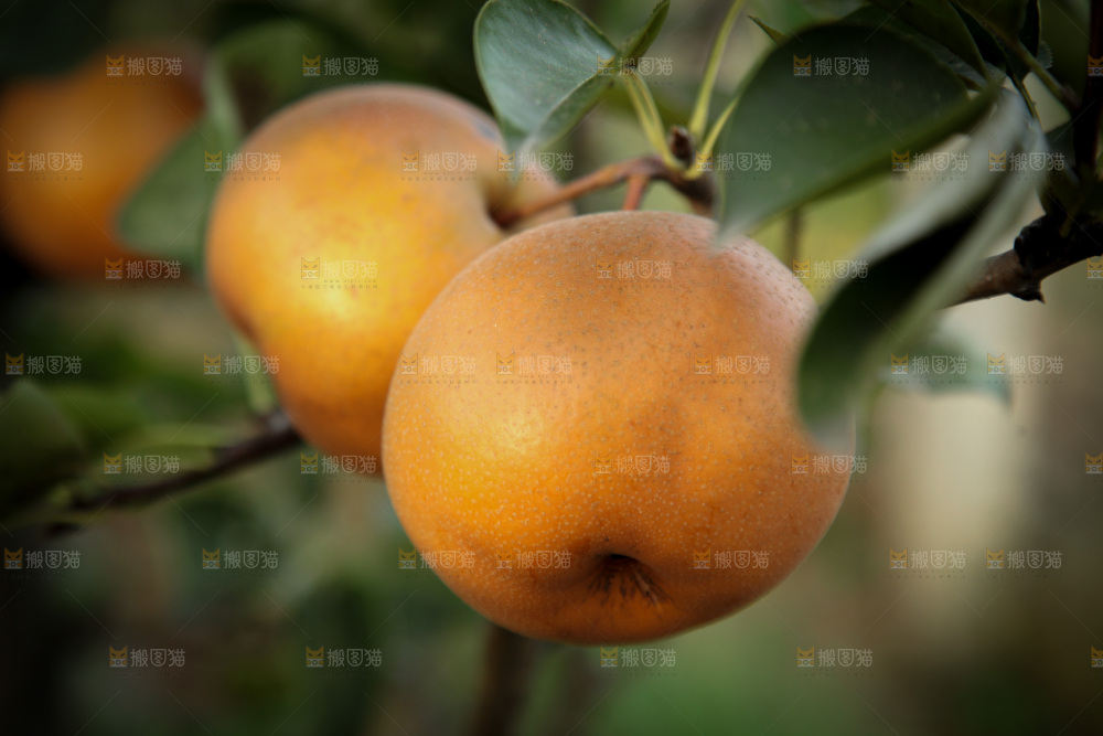 梨树