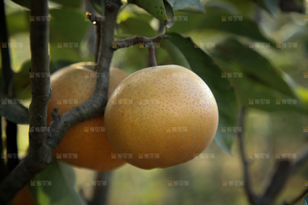 梨树