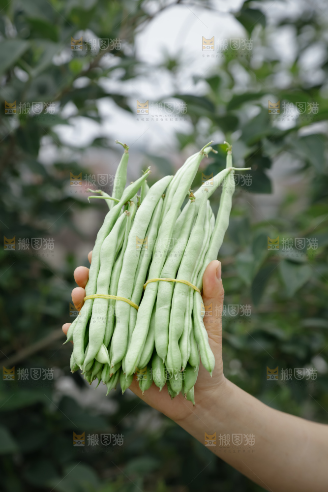 四季豆