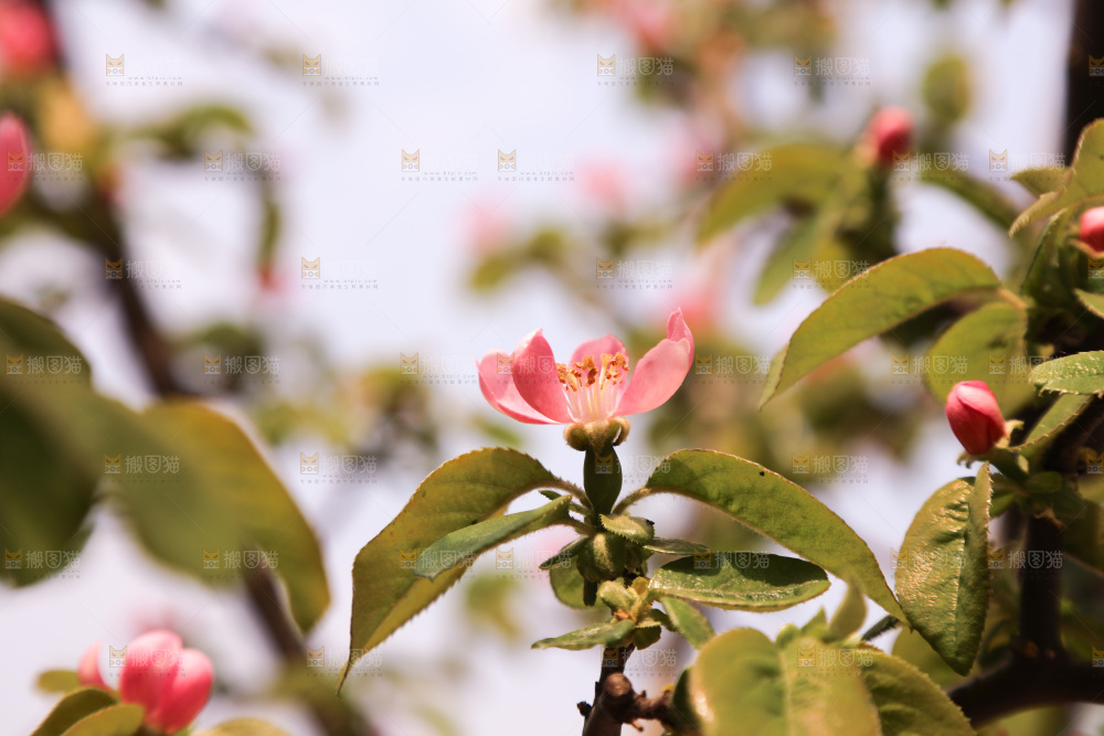 鲜花