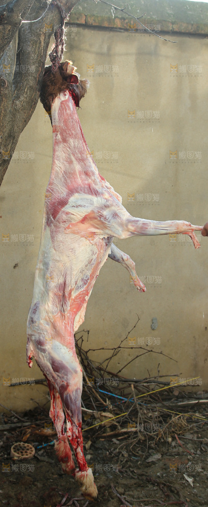 羊肉