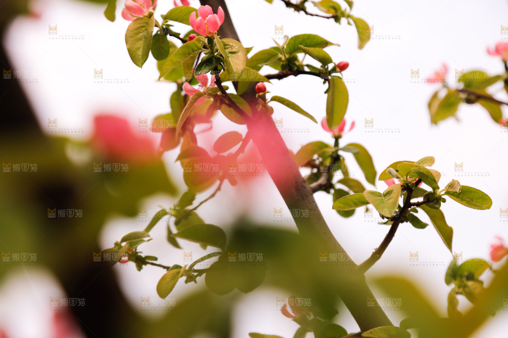 鲜花