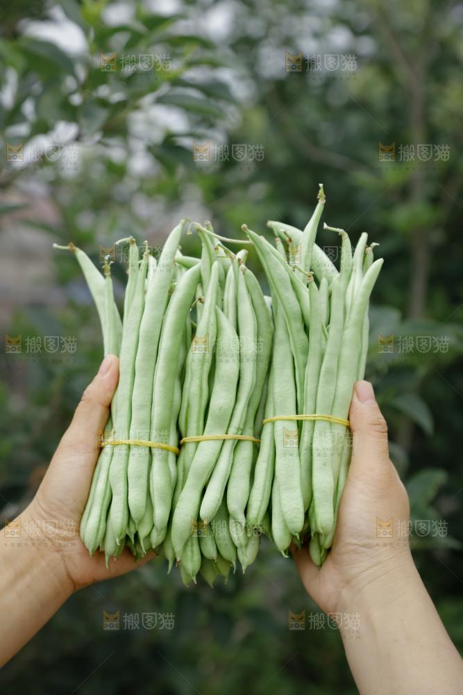 四季豆