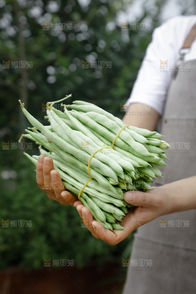 四季豆