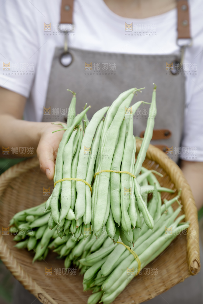 四季豆
