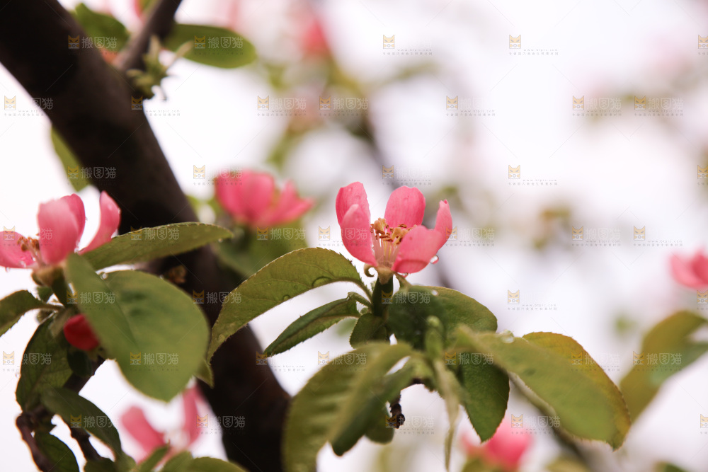 鲜花