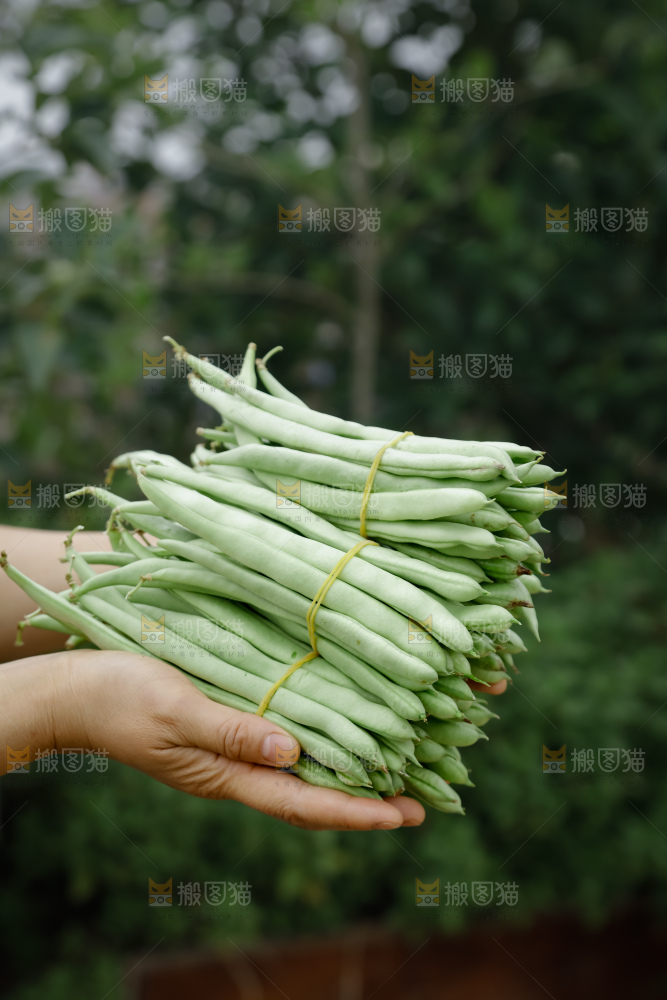 四季豆
