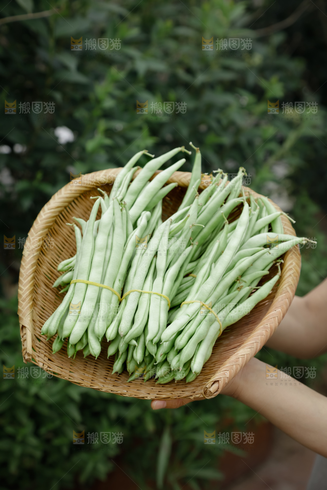 四季豆