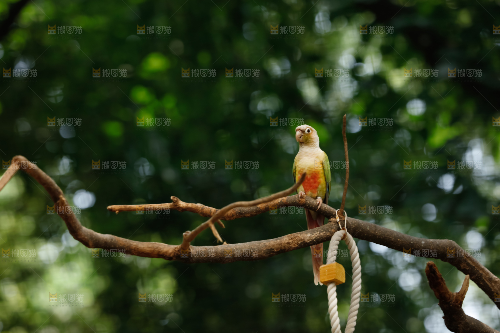 鹦鹉