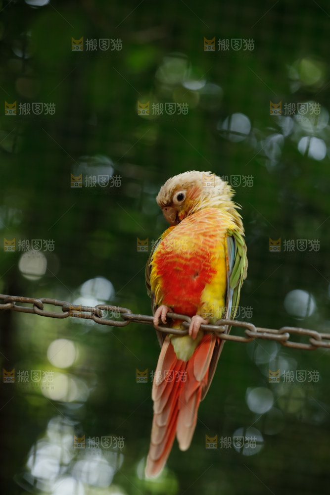 鹦鹉
