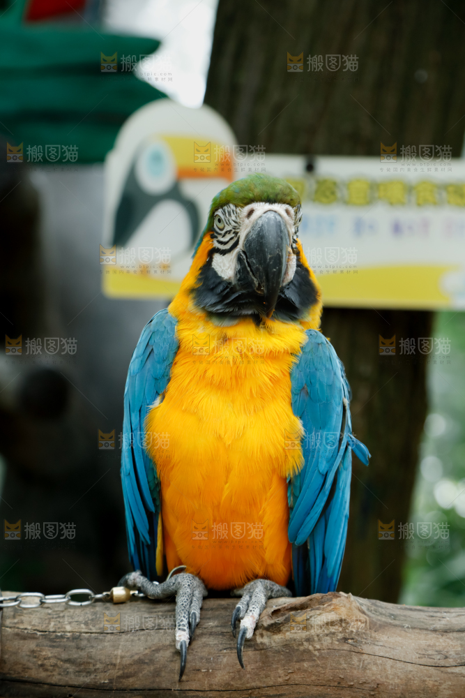 鹦鹉