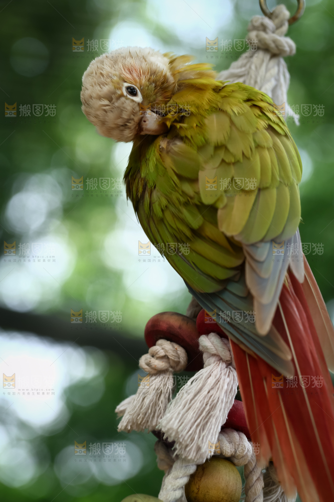 鹦鹉