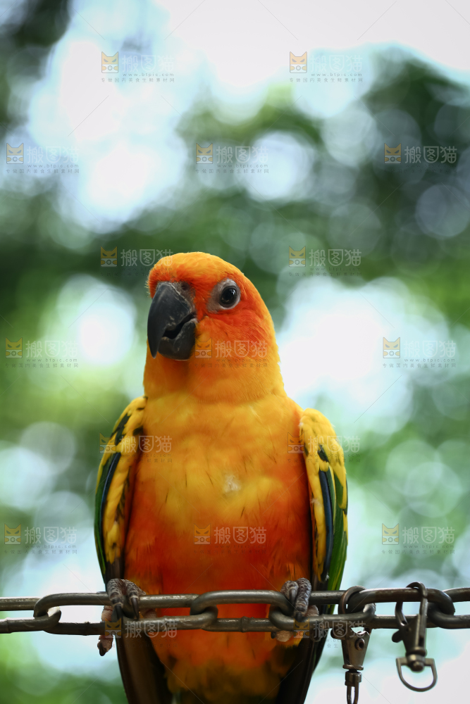 鹦鹉