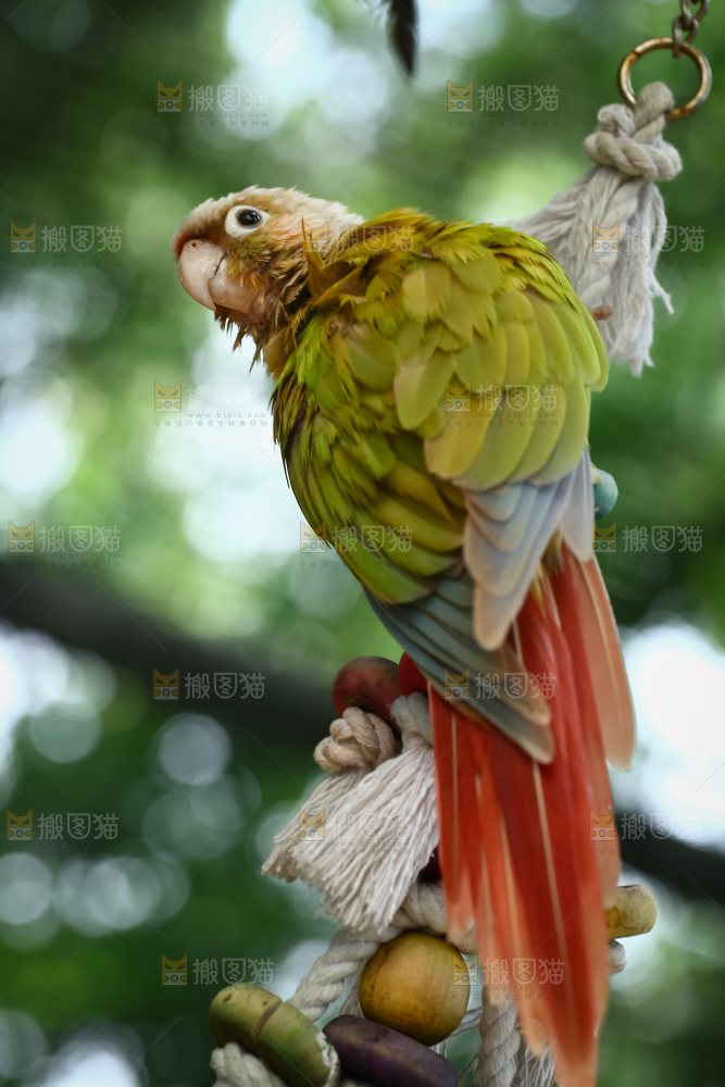 鹦鹉