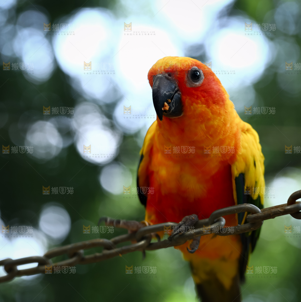 鹦鹉