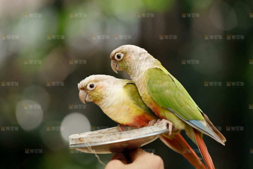 鹦鹉