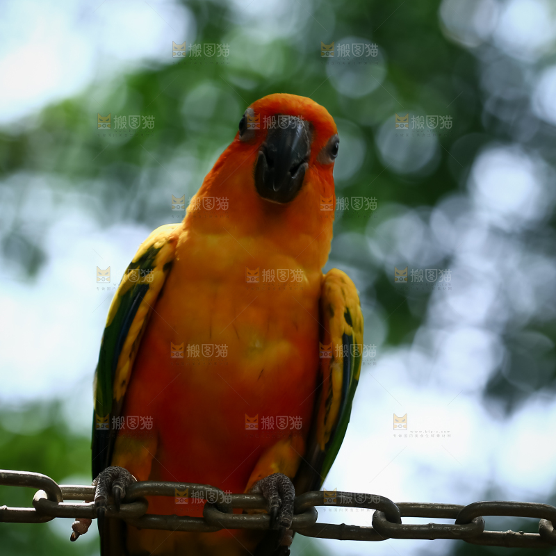 鹦鹉