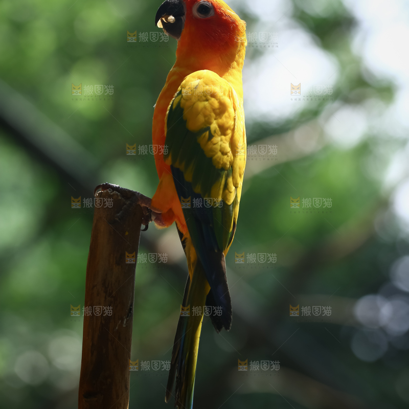 鹦鹉
