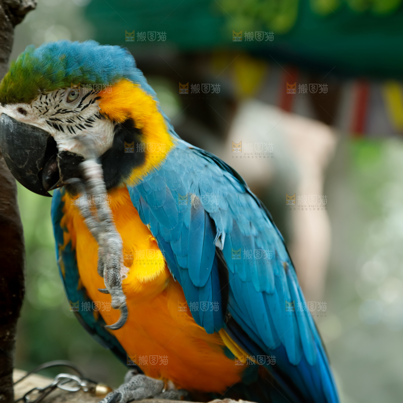 鹦鹉