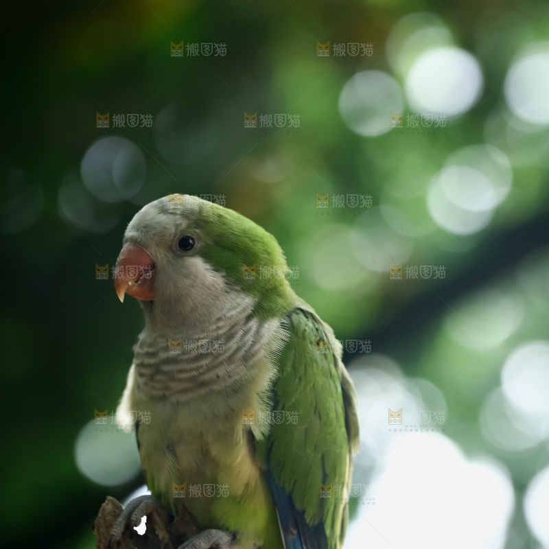 鹦鹉