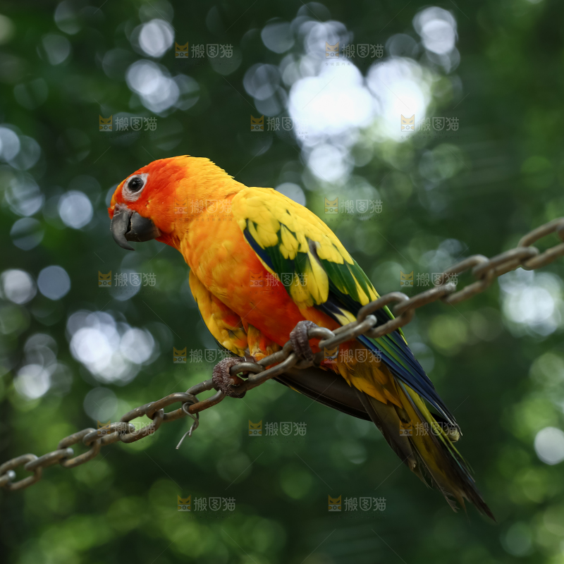鹦鹉