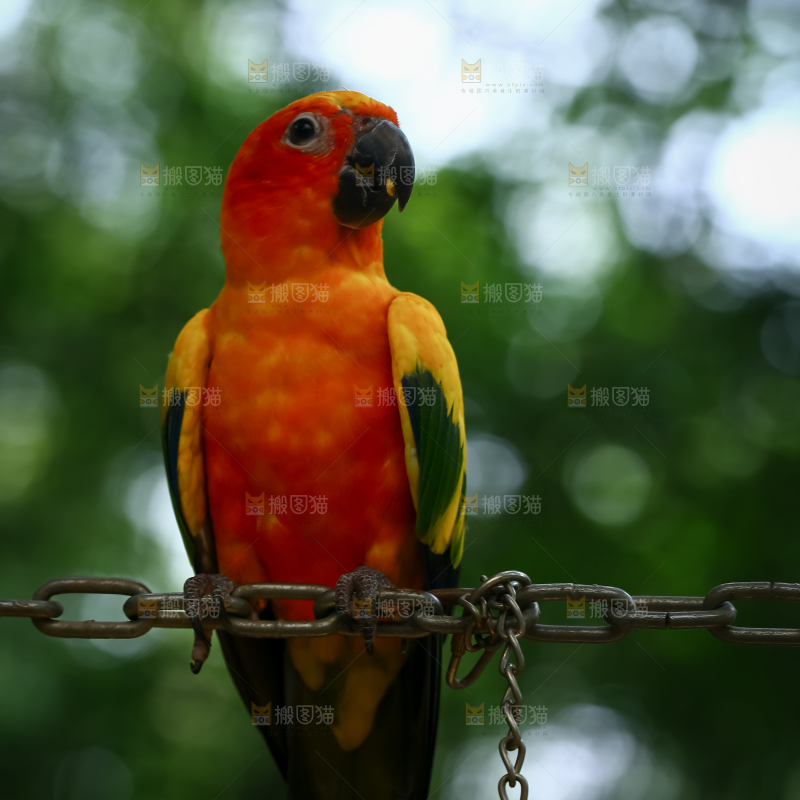 鹦鹉