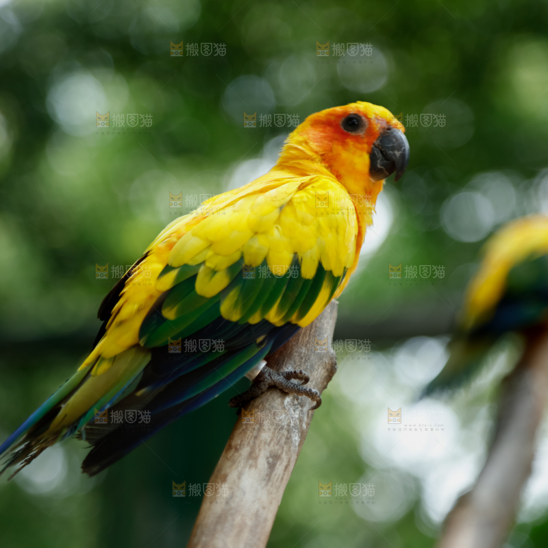 鹦鹉