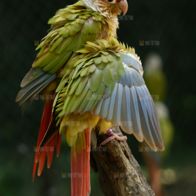 鹦鹉