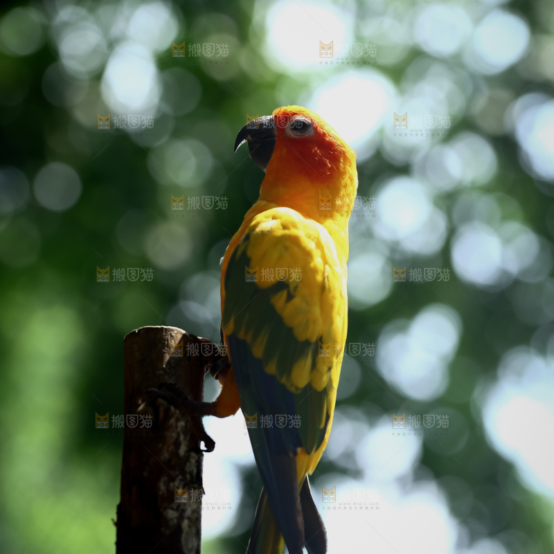 鹦鹉
