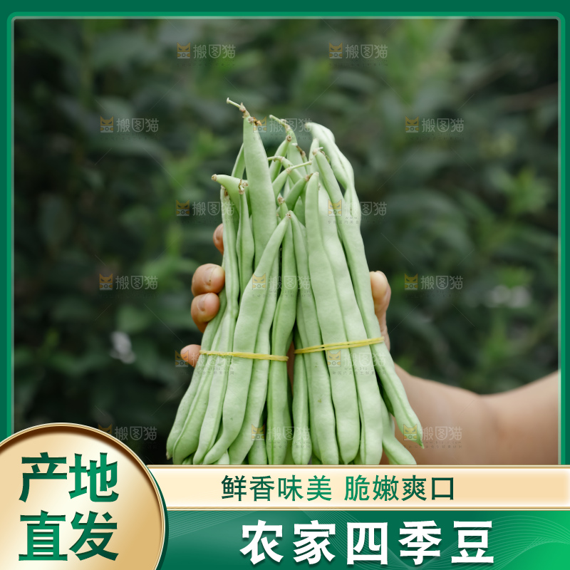 四季豆