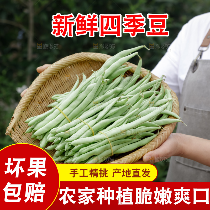 四季豆
