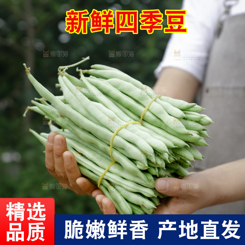四季豆