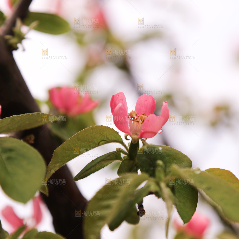 鲜花