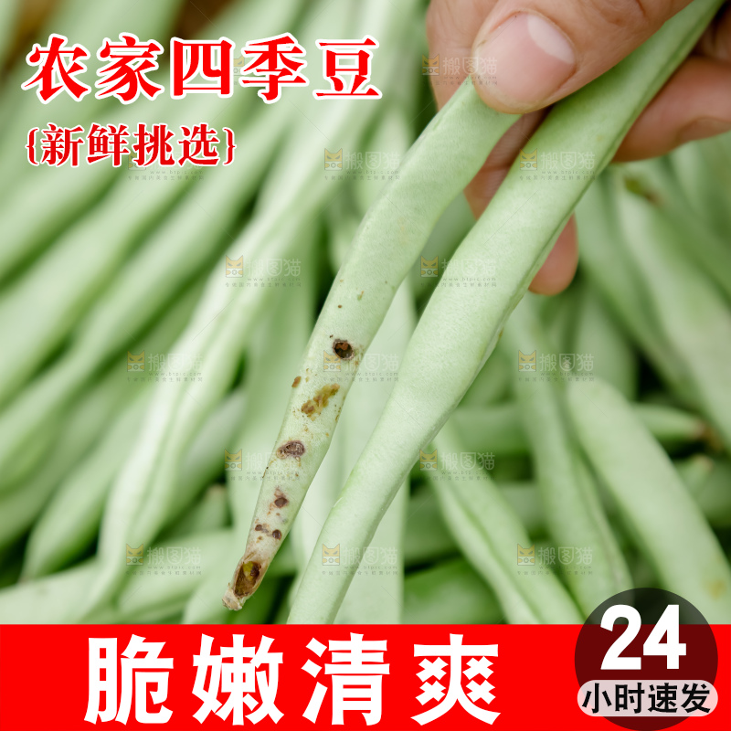 四季豆