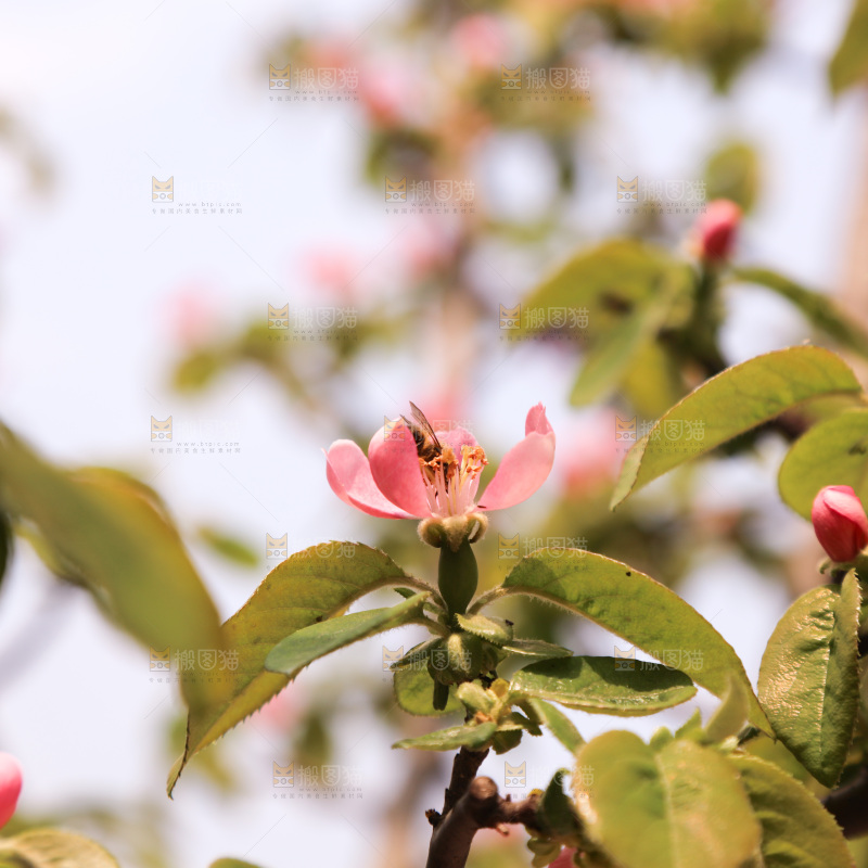 鲜花